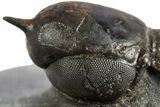 Pelagic Trilobite (Cyclopyge) Fossil - Exceptional Specimen #311825-3